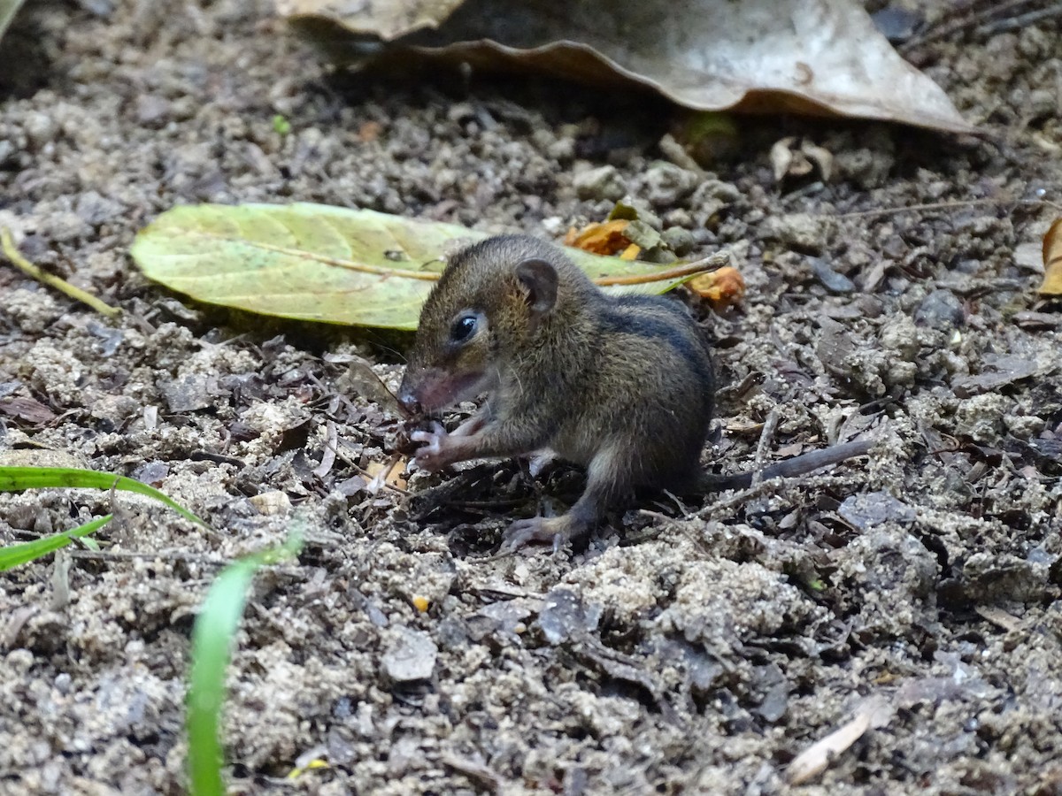 Northern Three-striped Opossum - ML646587438