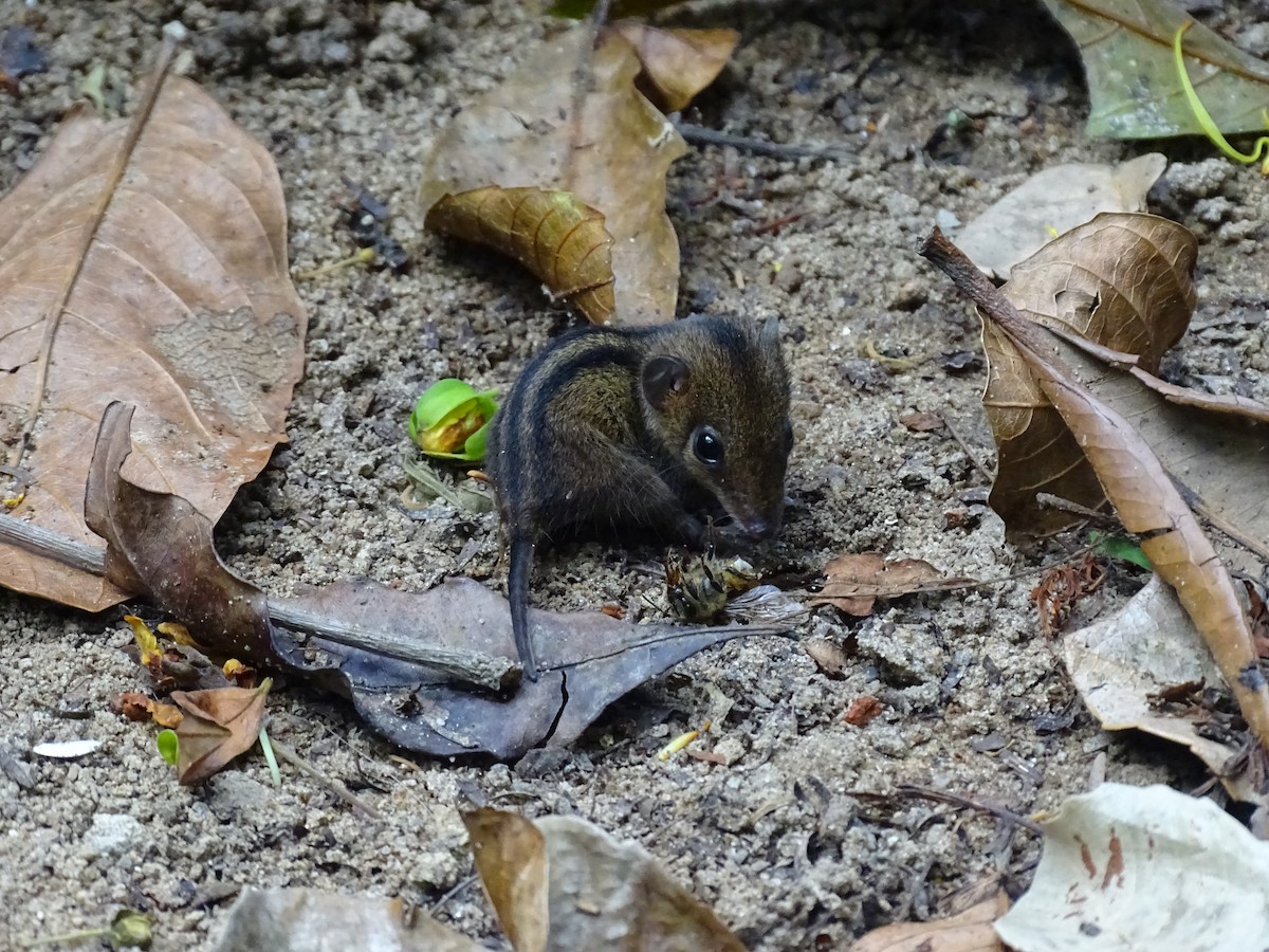Northern Three-striped Opossum - ML646587439