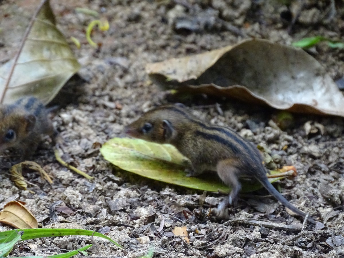 Northern Three-striped Opossum - ML646587440
