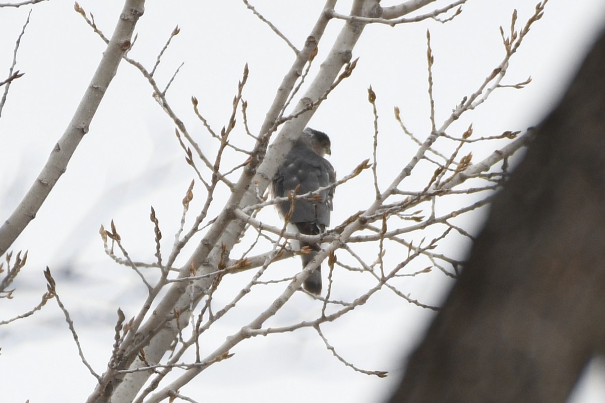 Cooper's Hawk - ML646587441