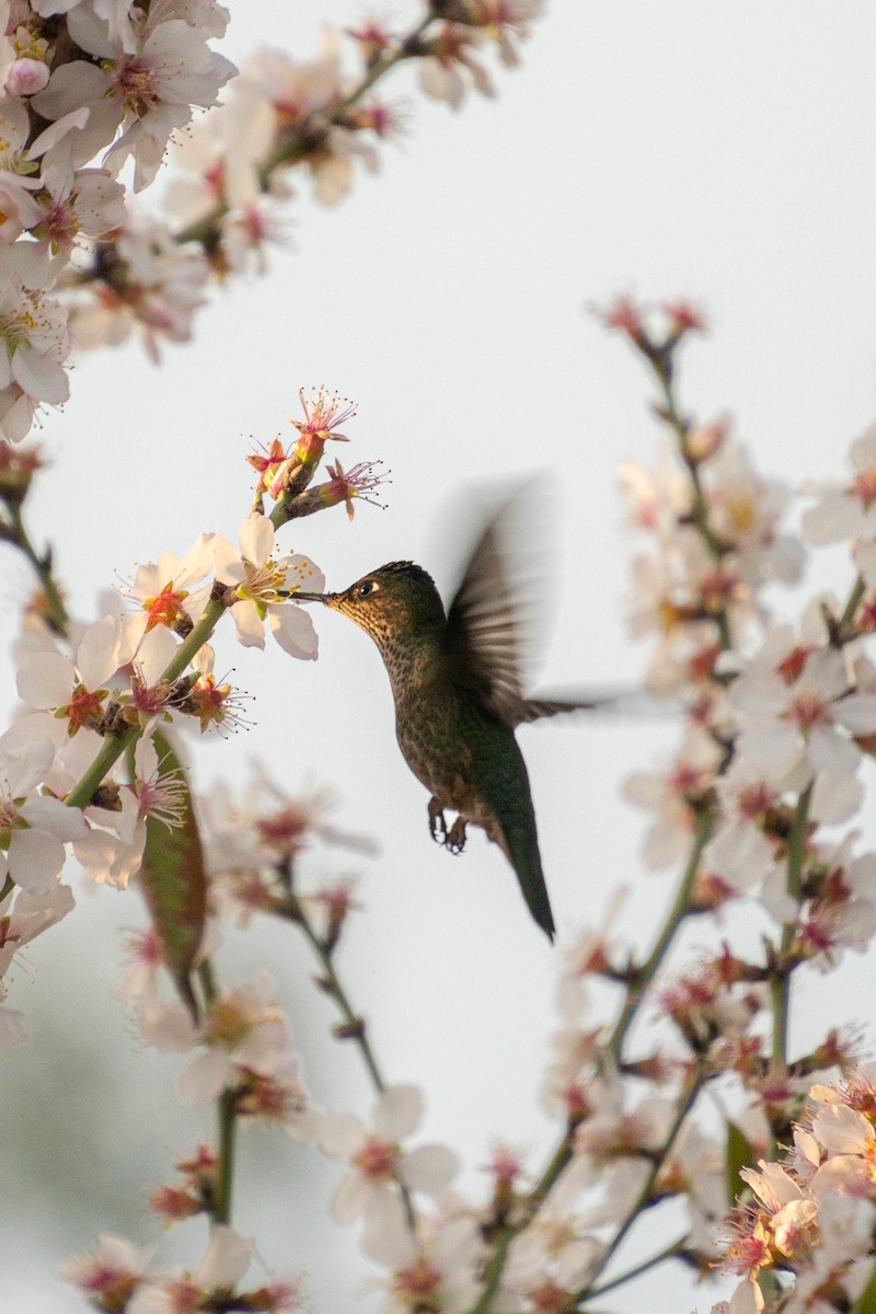 ベニイタダキハチドリ - ML646587442