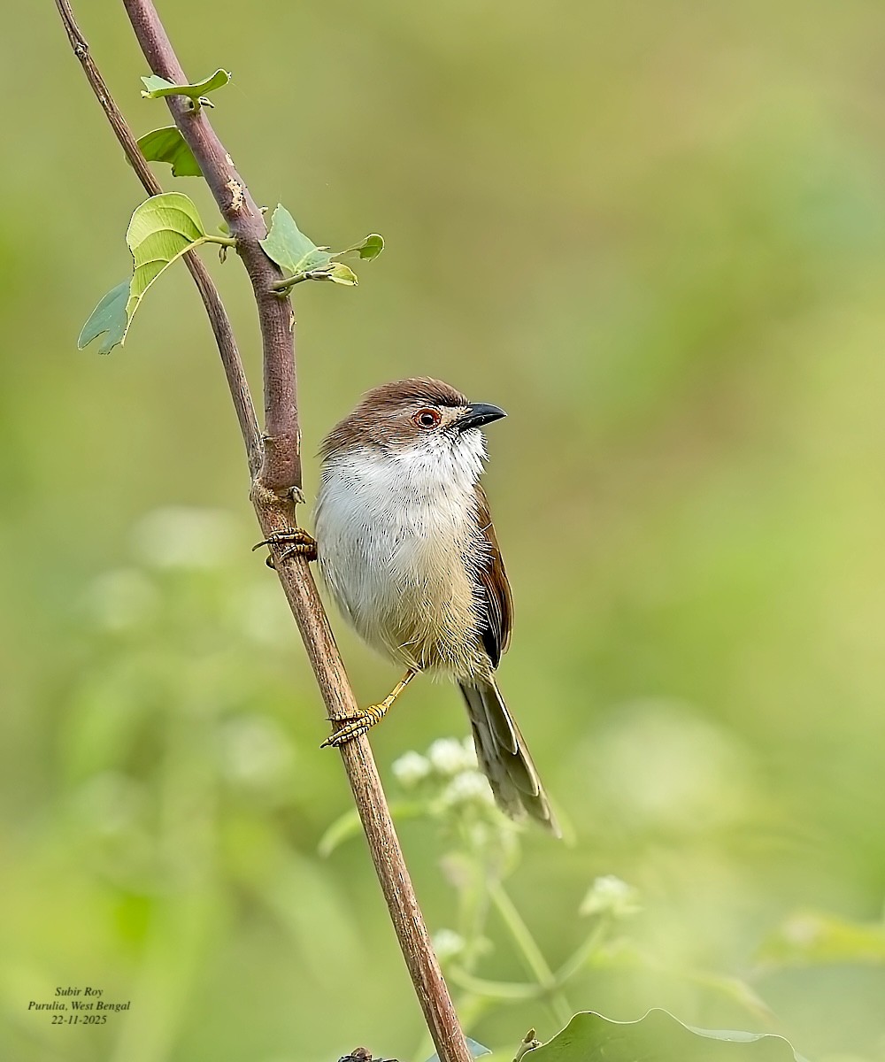 Timalí Ojigualdo - ML646587447