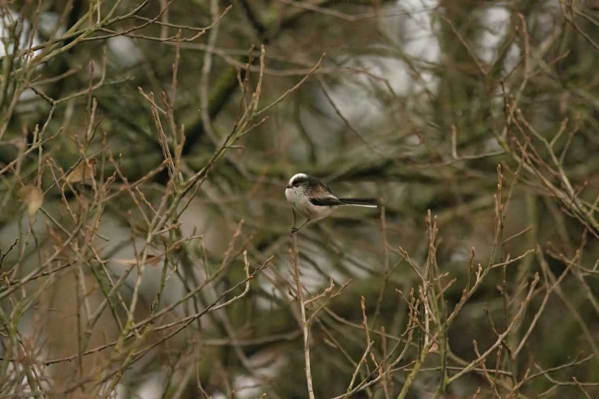 エナガ - ML646587448