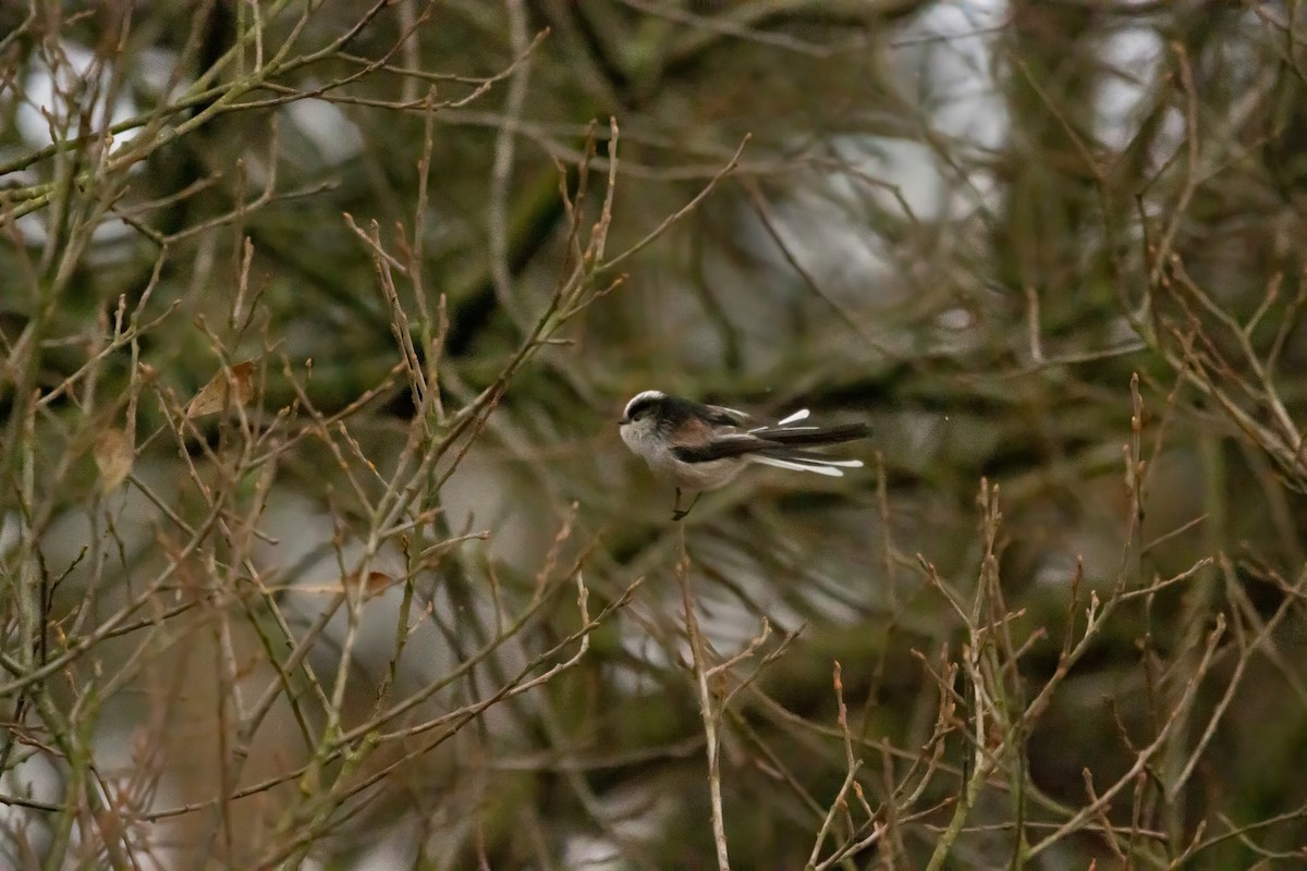 エナガ - ML646587449