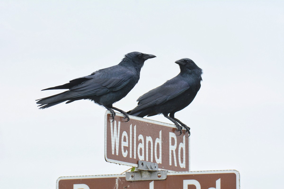 Fish Crow - ML646587450