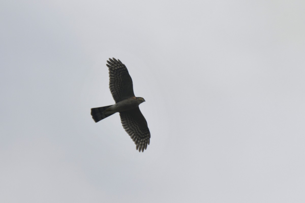 Яструб малий - ML646587451