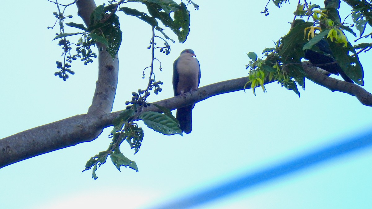 Buru Mountain-Pigeon - ML646587453