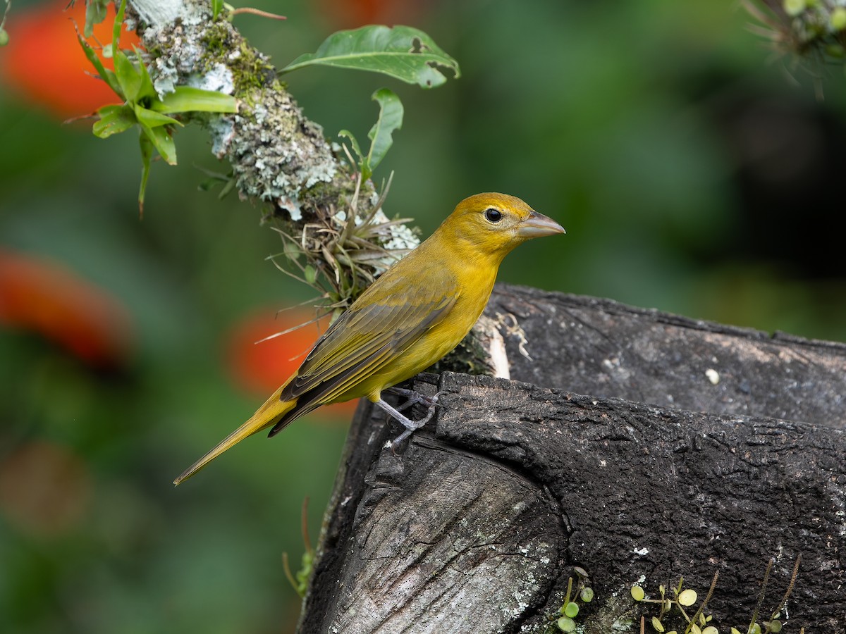 Piranga gorria - ML646587455