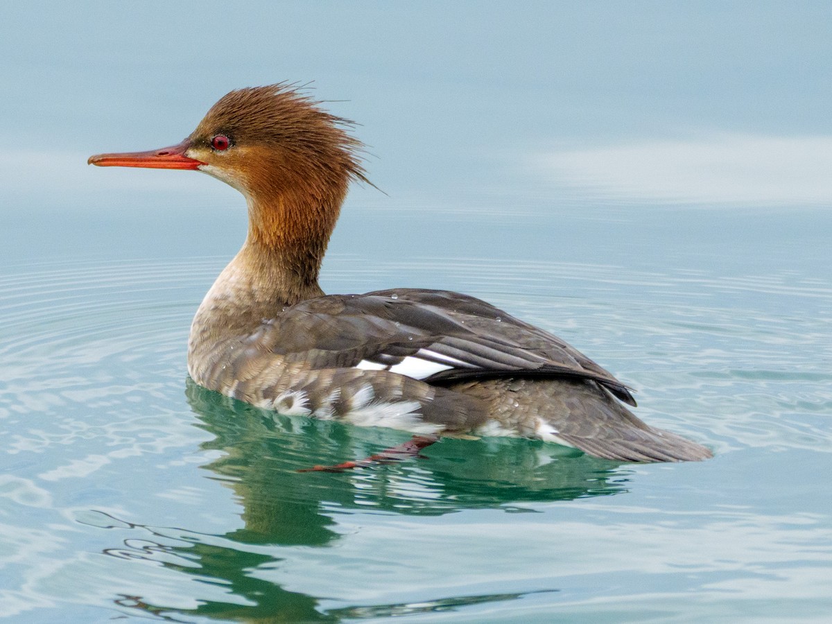 Zerra ertaina - ML646587457