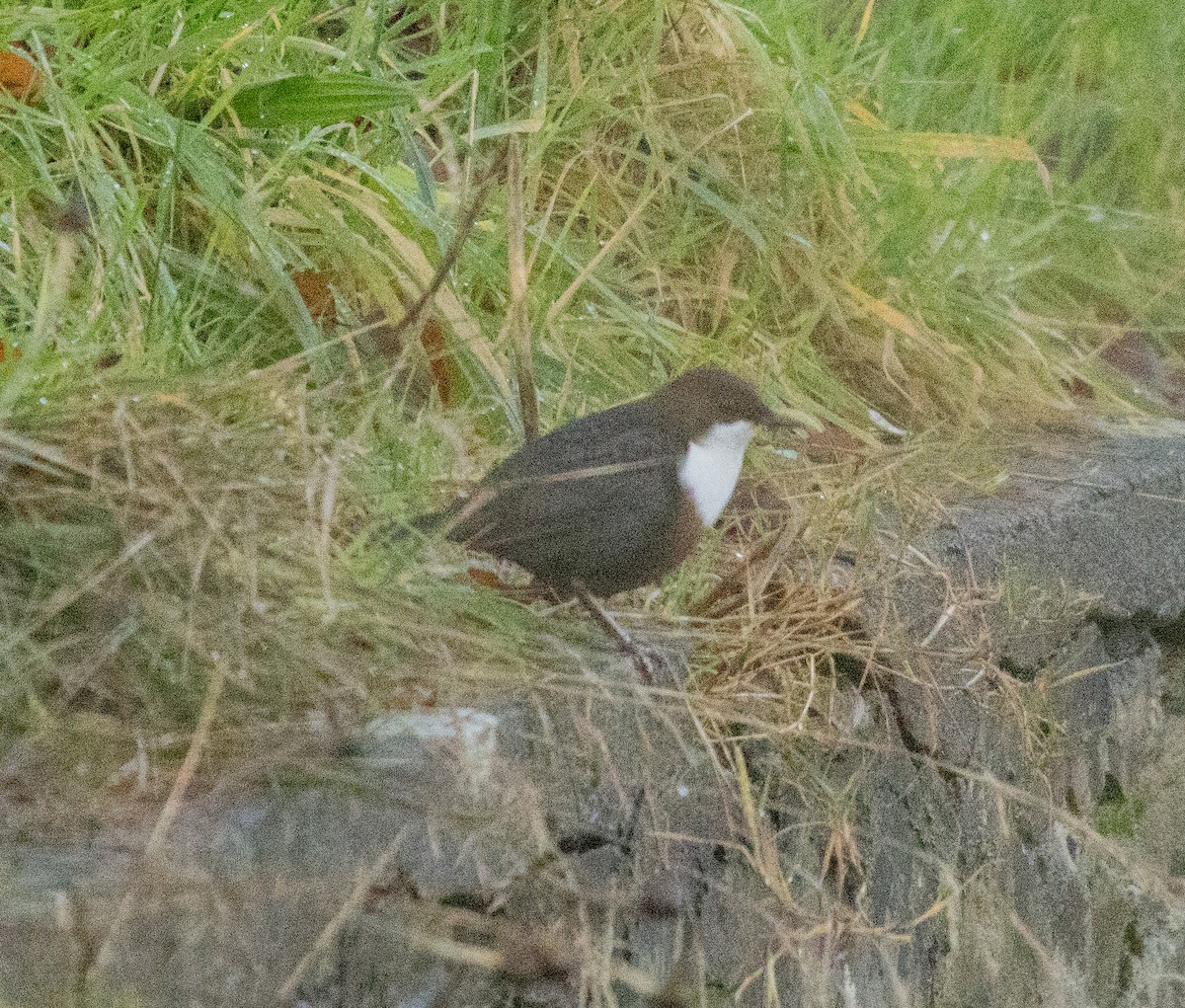 Ur-zozo eurasiarra - ML646587458