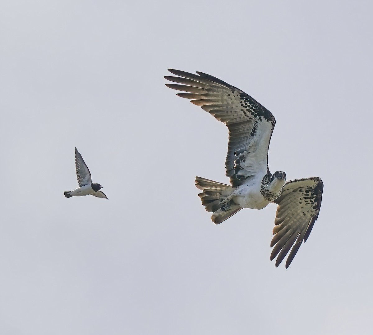 White-breasted Woodswallow - ML646587460