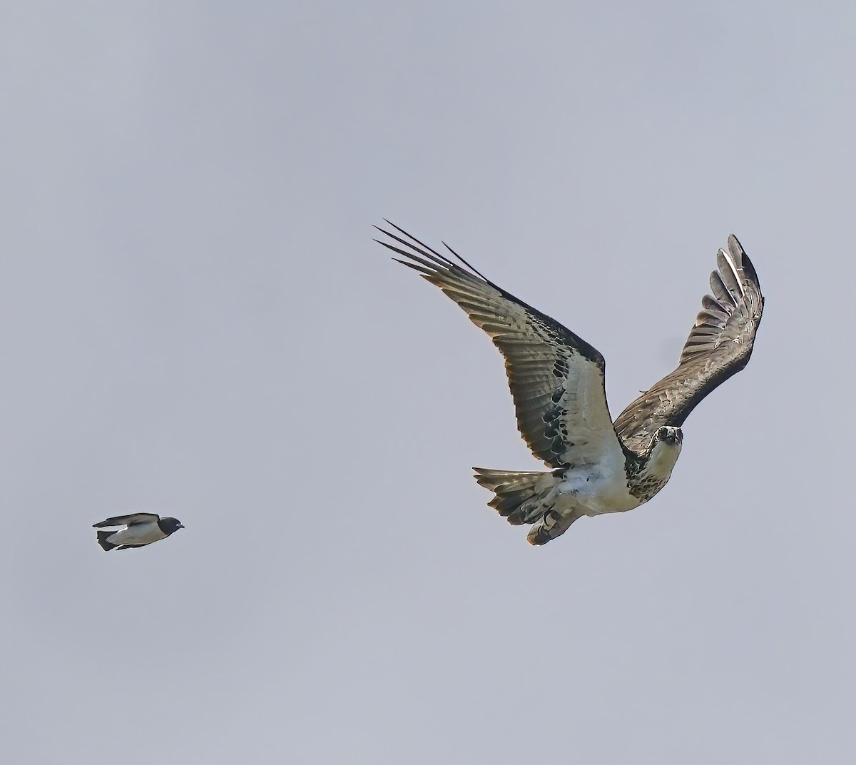 White-breasted Woodswallow - ML646587461