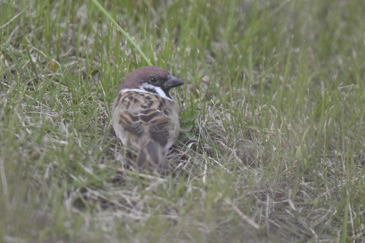 Landa-txolarrea - ML646587462