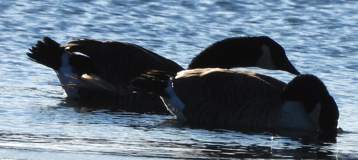 Branta kanadar handia - ML646587463