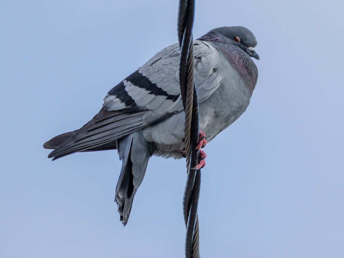 Haitz-usoa (etxekoa) - ML646587465