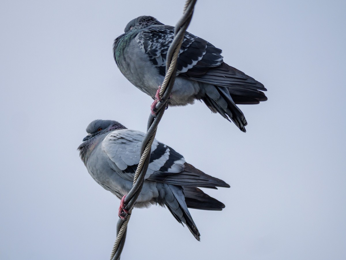 Haitz-usoa (etxekoa) - ML646587466