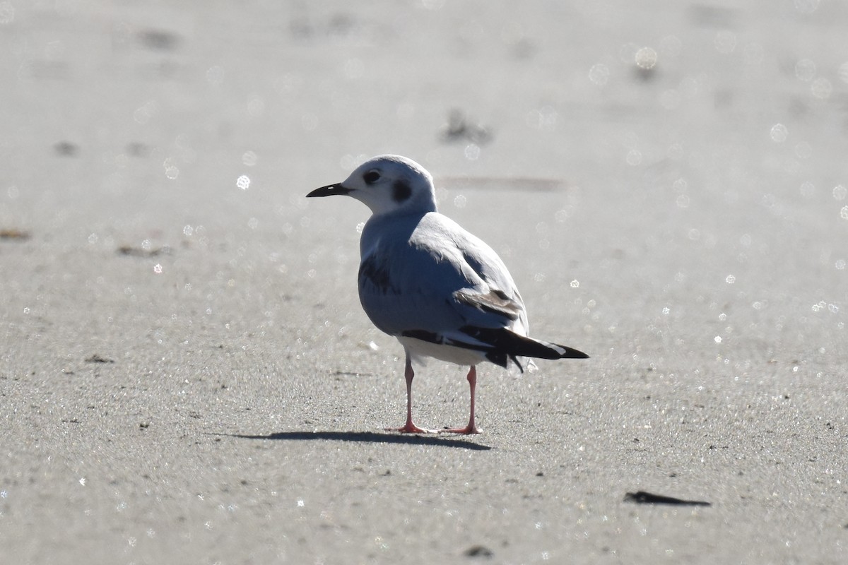 Bonaparte antxeta - ML646587468