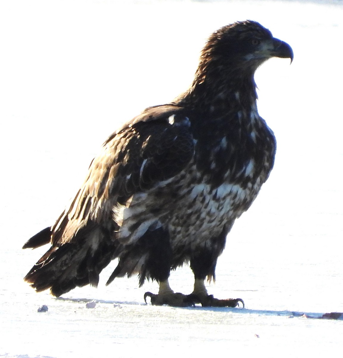 Itsas arrano buruzuria - ML646587469