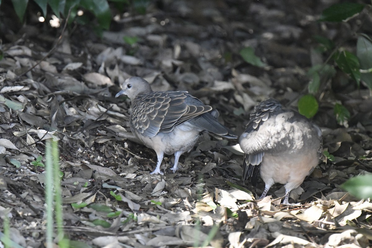 Usapal ekialdetarra - ML646587471