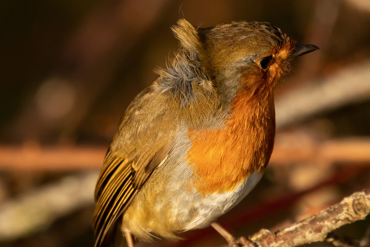 ヨーロッパコマドリ - ML646587472