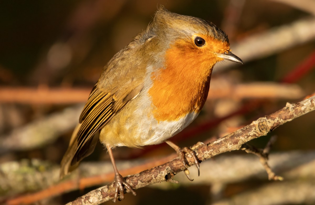 ヨーロッパコマドリ - ML646587473