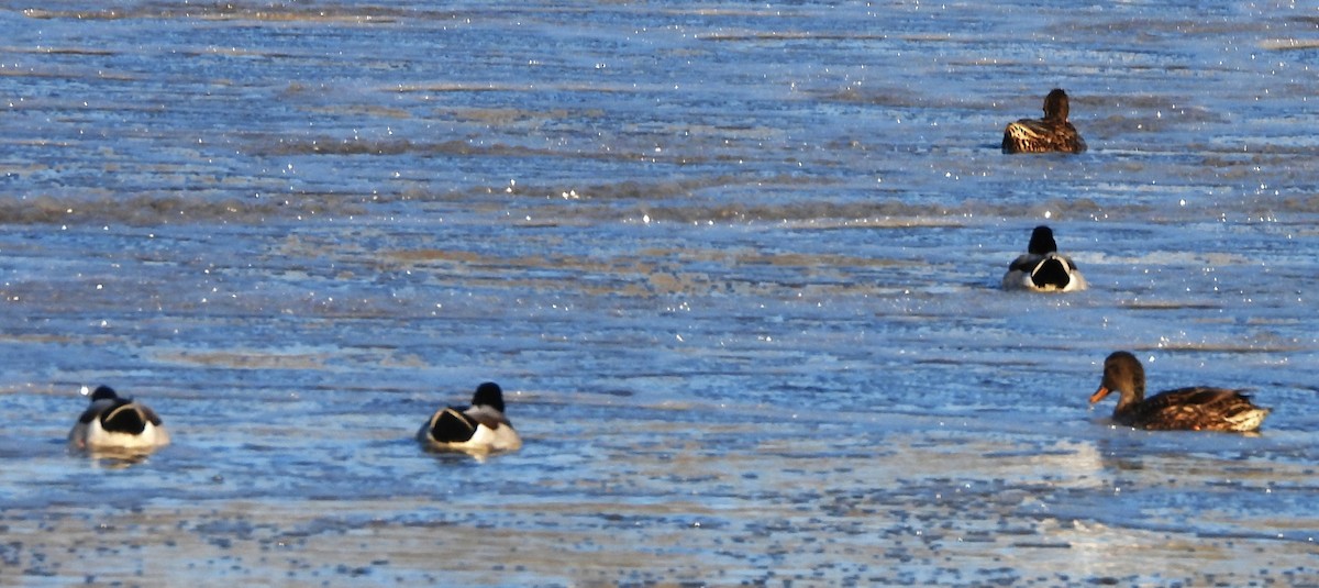 Basahatea - ML646587474