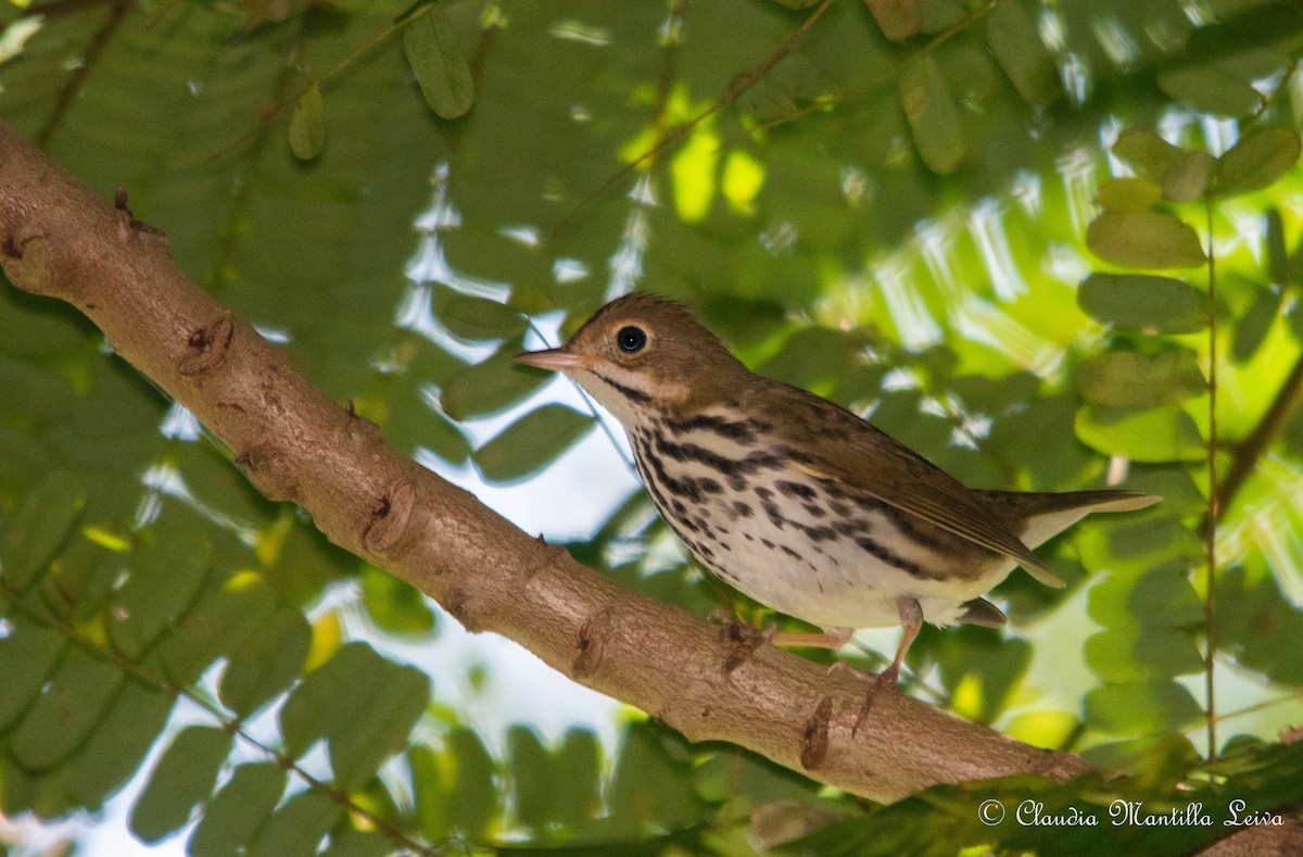 Ovenbird - ML646587475
