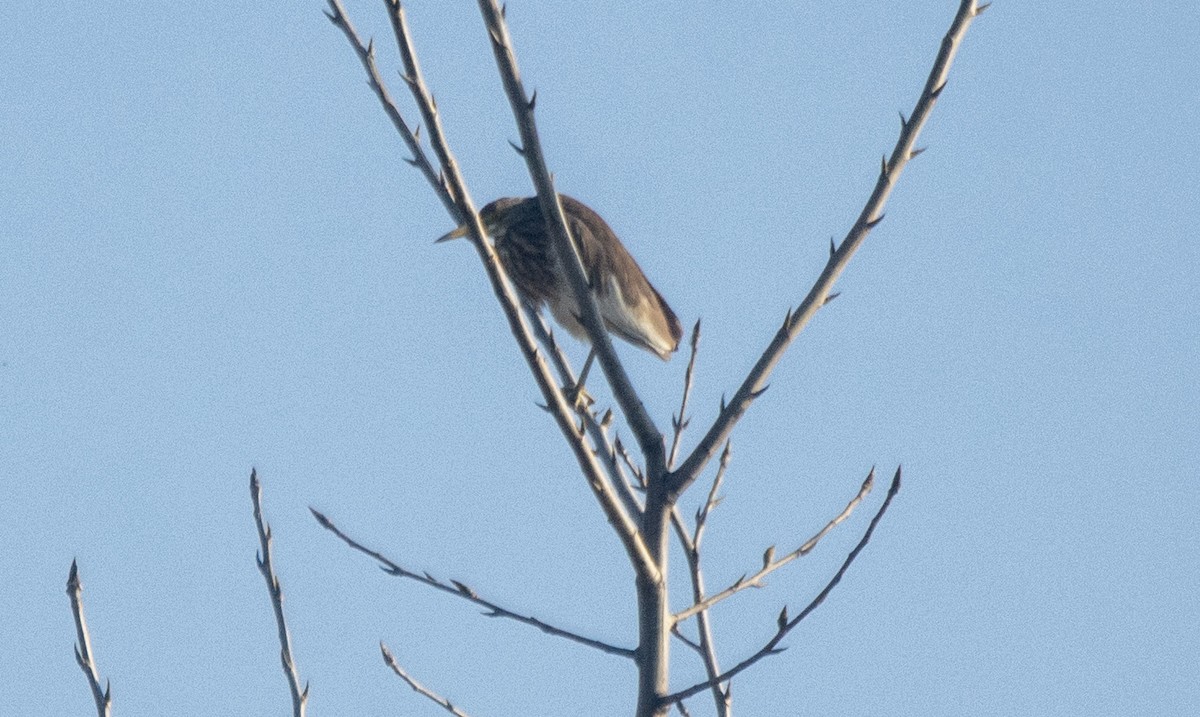 volavka čínská - ML646587477