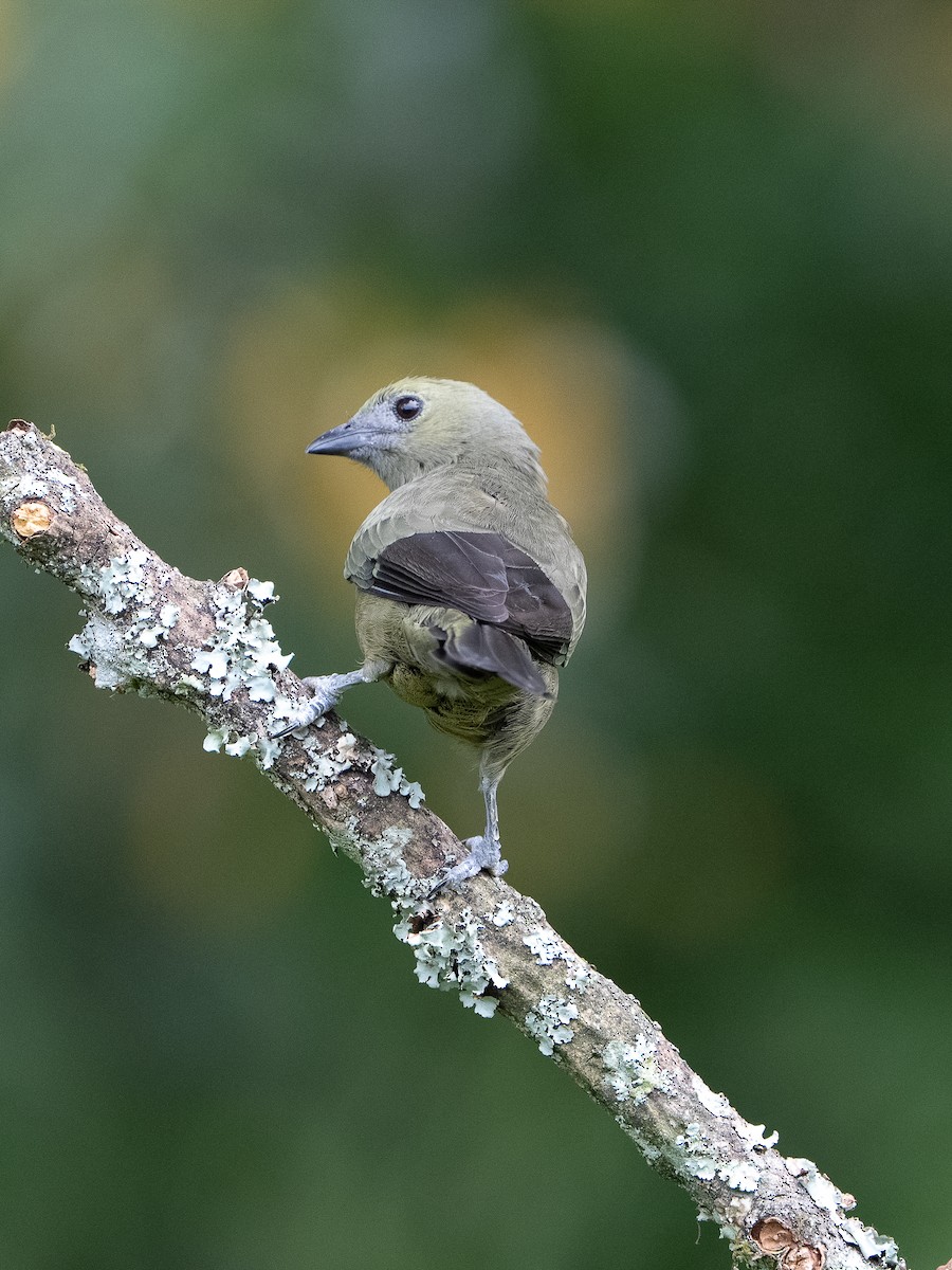 Palm Tanager - ML646587480
