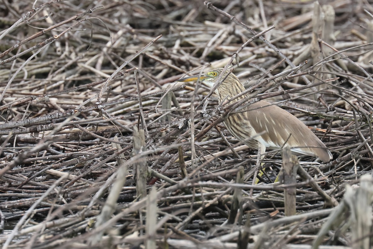 pond-heron sp. - ML646587481
