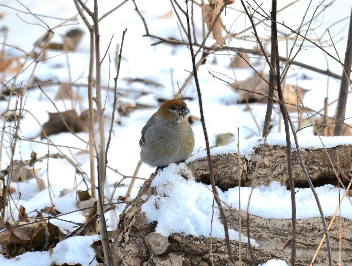 Pinu-gailupa - ML646587482