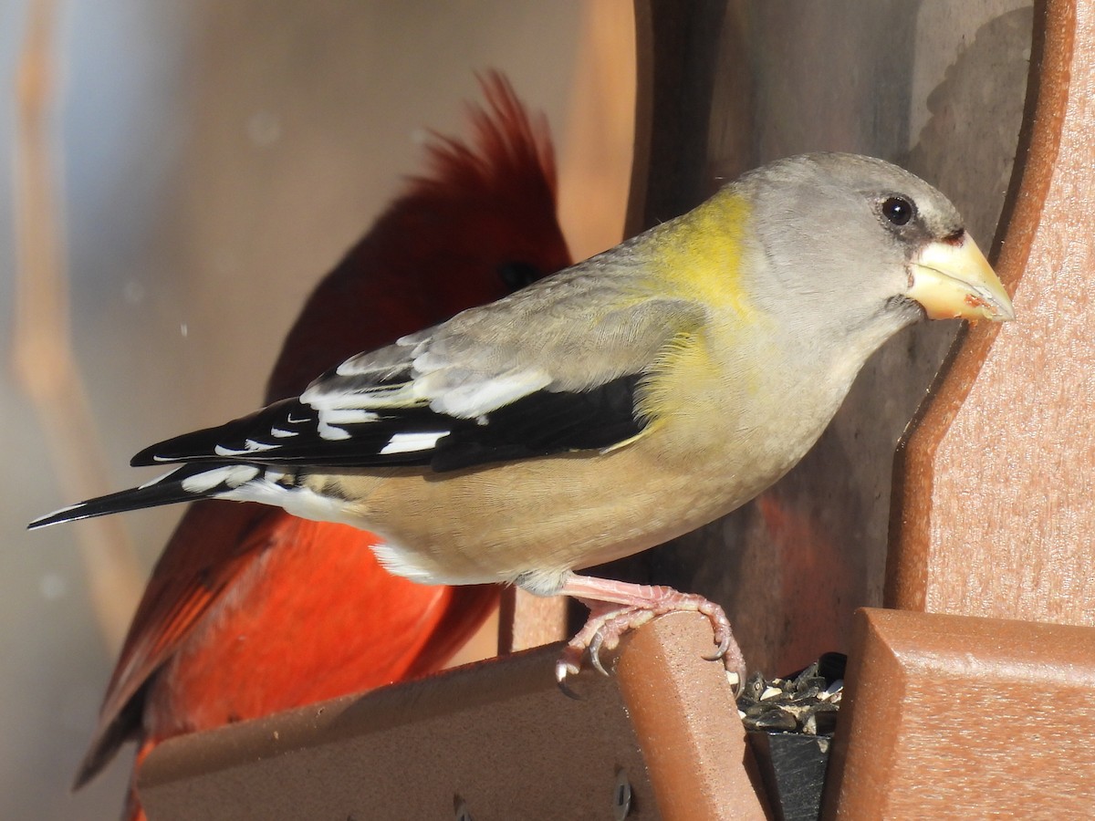 Mokolodi bekainoria - ML646587483