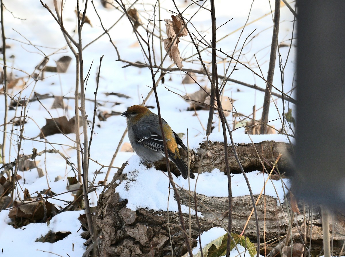 Pinu-gailupa - ML646587484