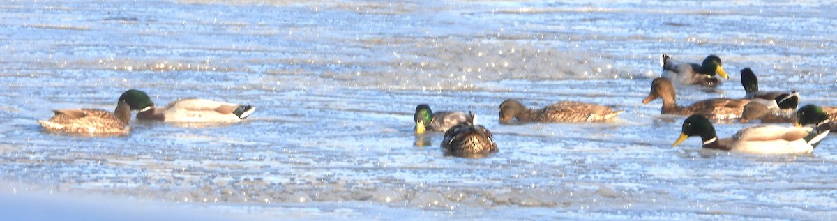 Basahatea - ML646587485