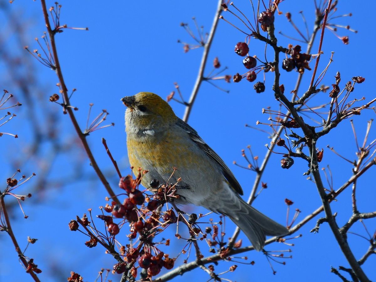 Pinu-gailupa - ML646587489