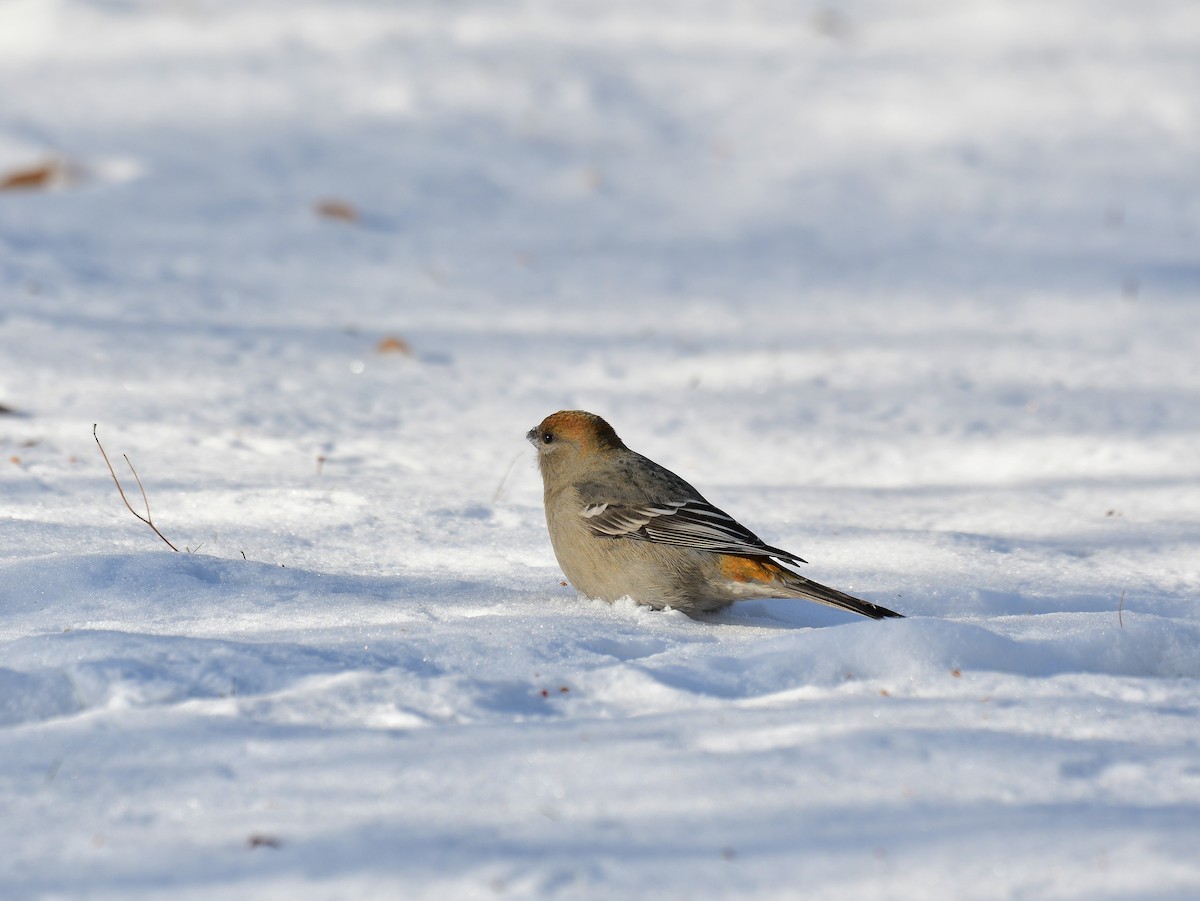 Pinu-gailupa - ML646587490