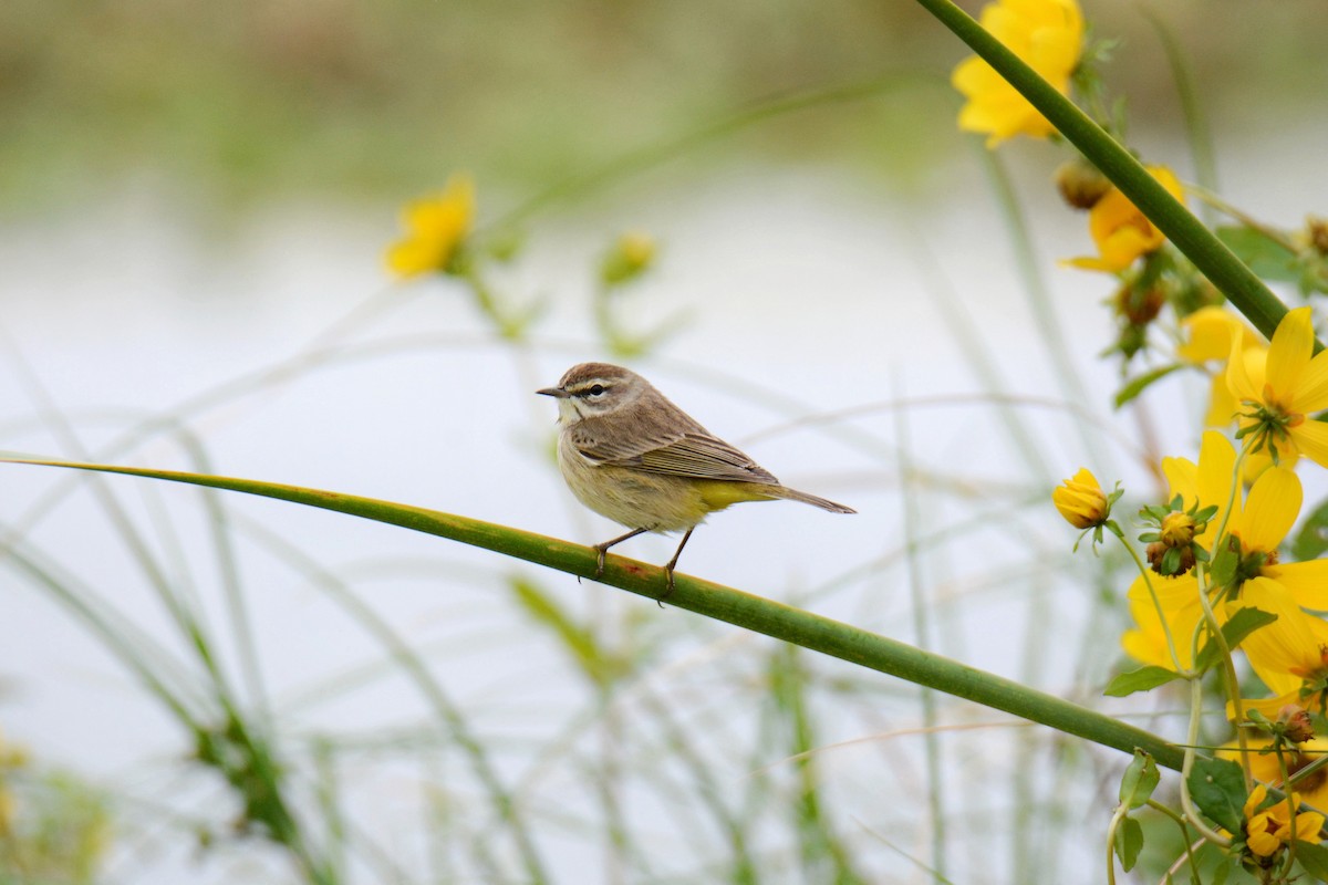 Palm Warbler - ML646587491