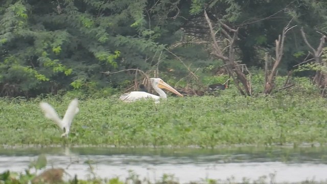 Пестроклювый пеликан - ML646587493