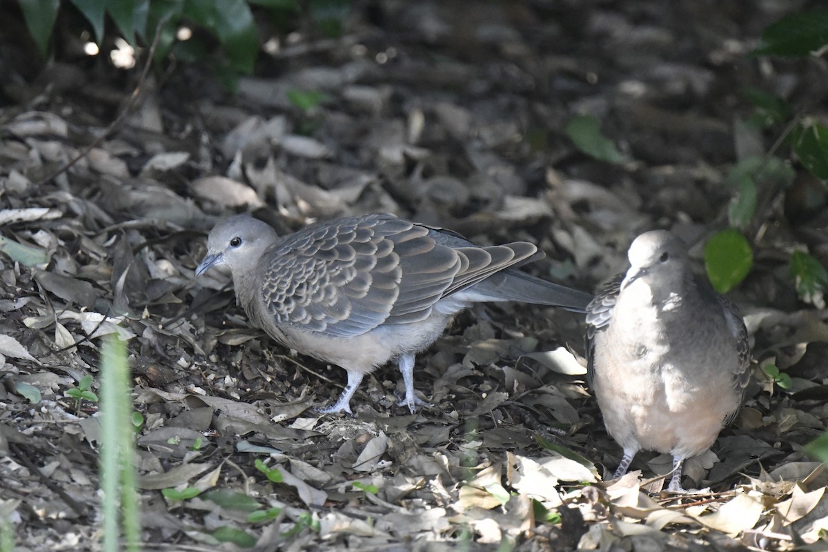 Горлиця велика - ML646587494