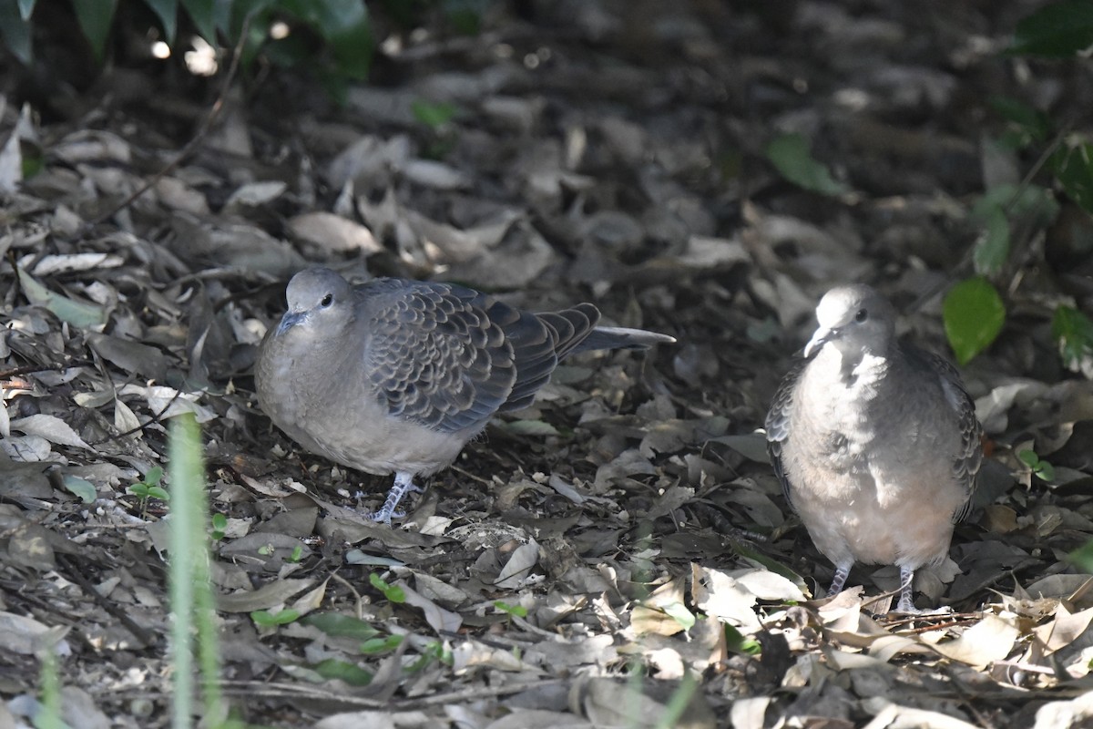 Горлиця велика - ML646587495