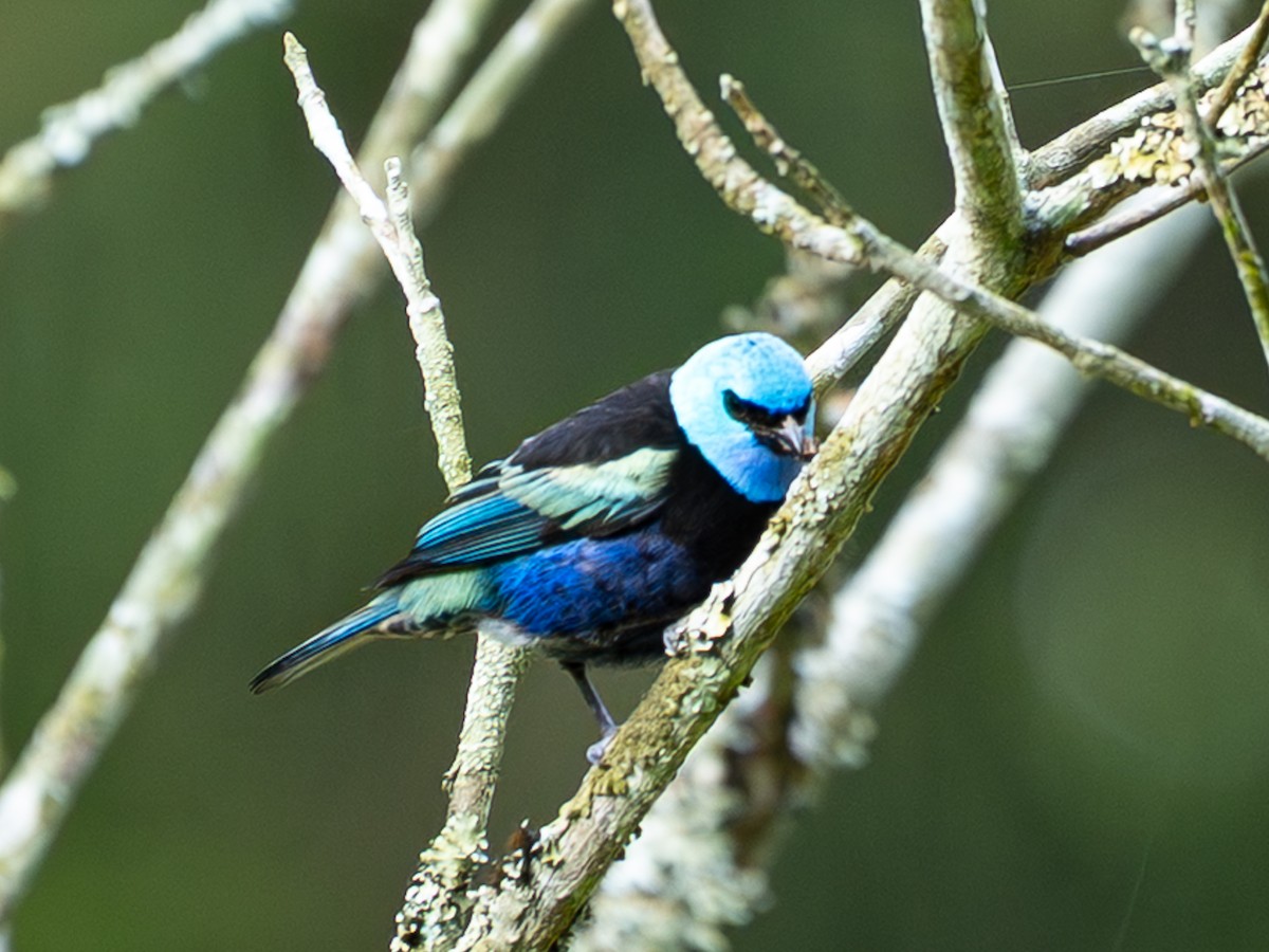 Танагра блакитношия - ML646587497