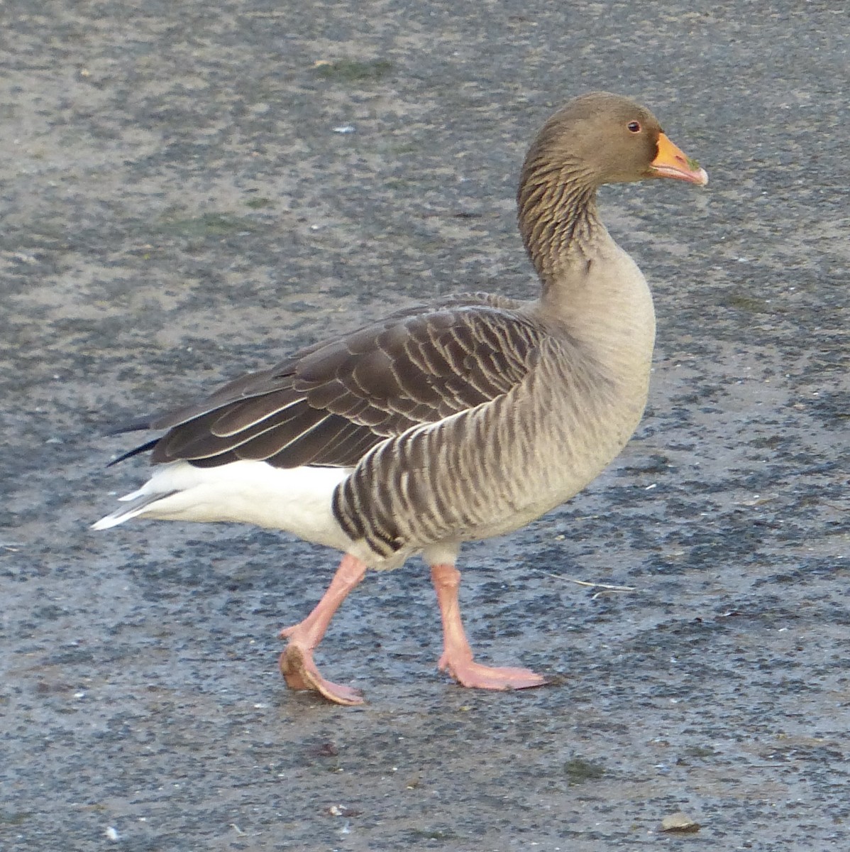 Graylag Goose - ML646587498