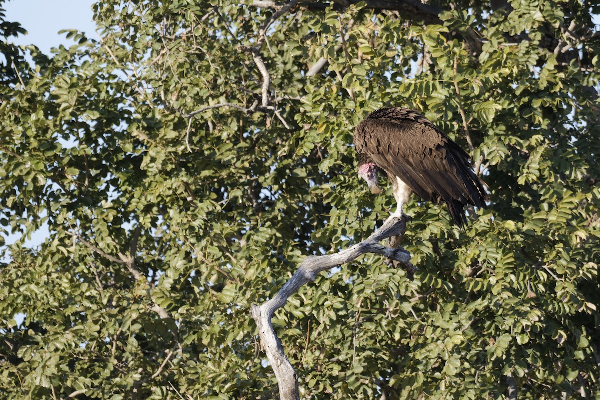Lappet-faced Vulture - ML646587501