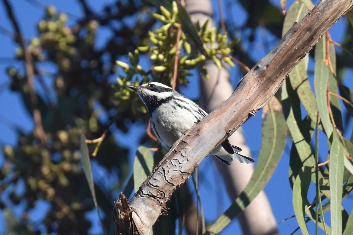 Black-throated Gray Warbler - ML646587502