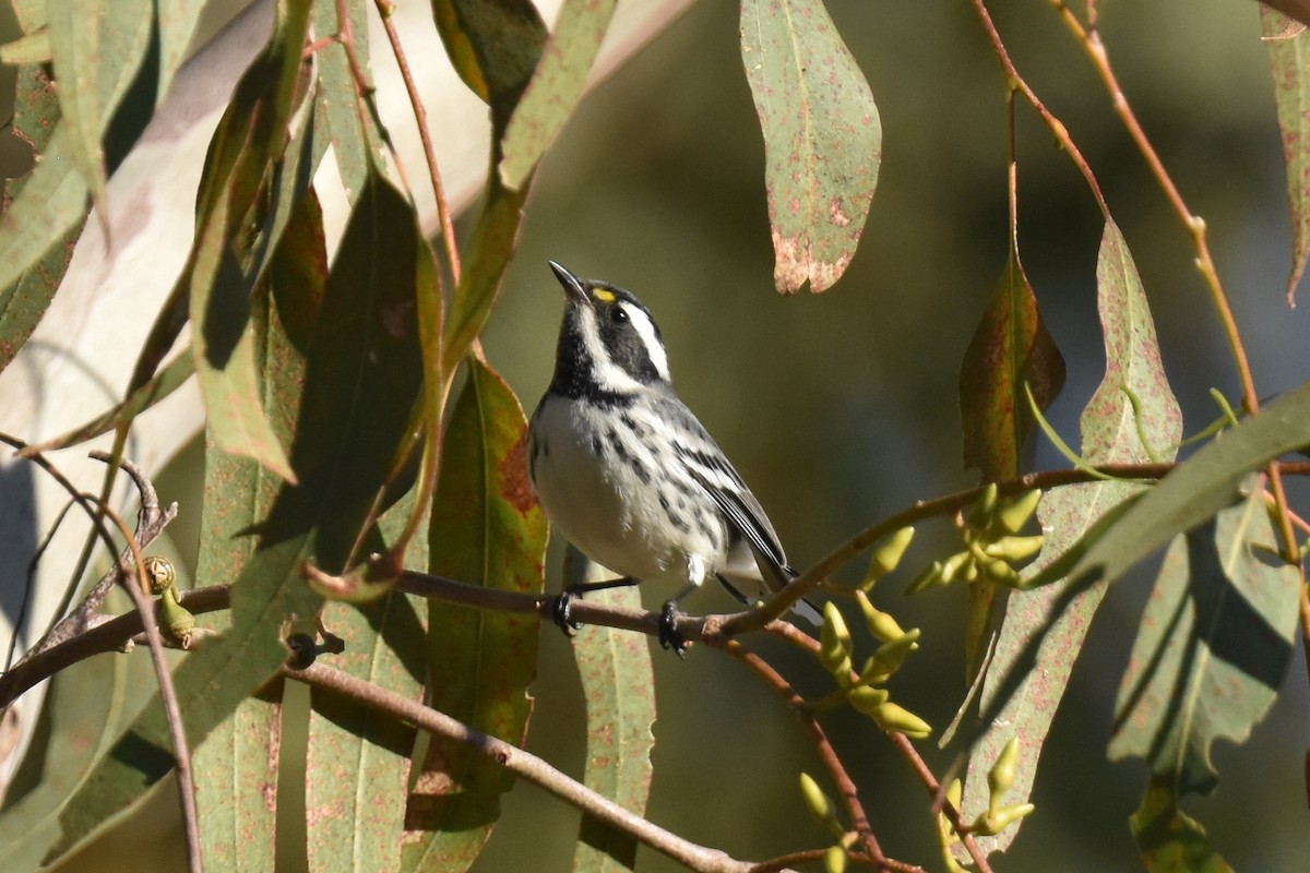 Black-throated Gray Warbler - ML646587503