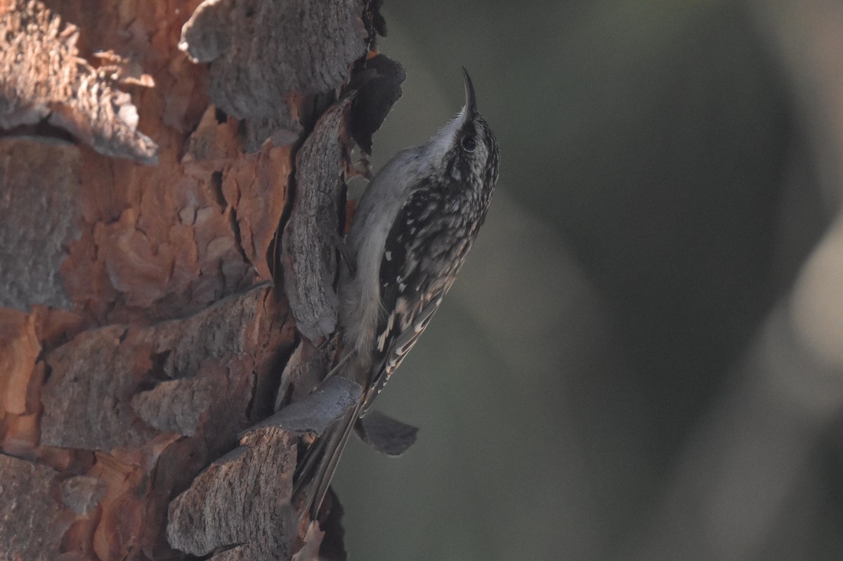 Brown Creeper - ML646587507