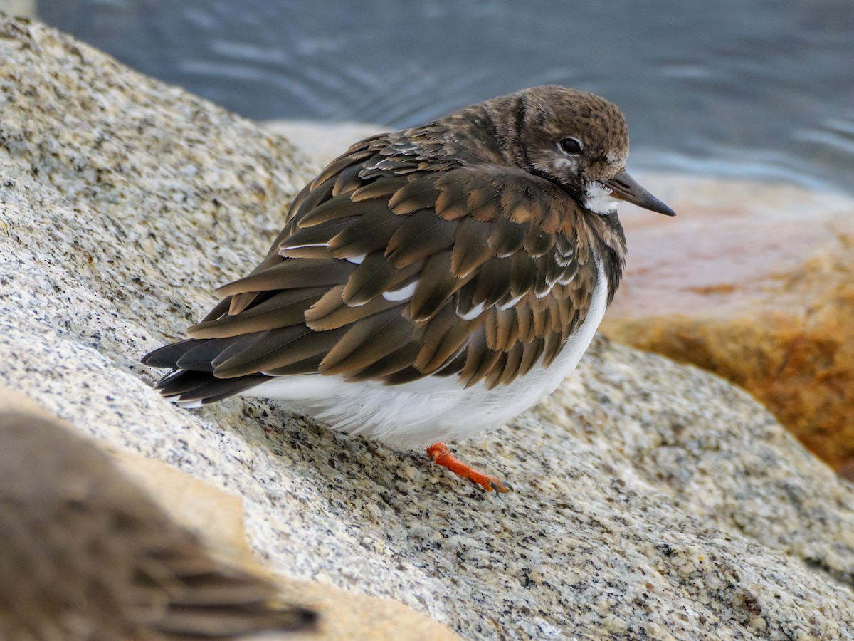 Ruddy Turnstone - ML646587510