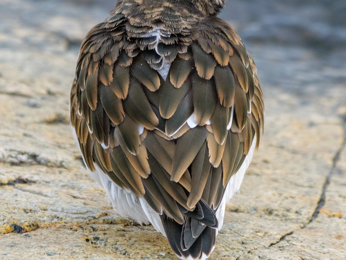 Ruddy Turnstone - ML646587511