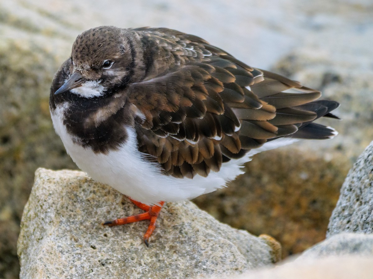 Ruddy Turnstone - ML646587512