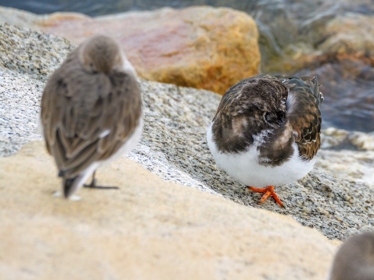 Ruddy Turnstone - ML646587513